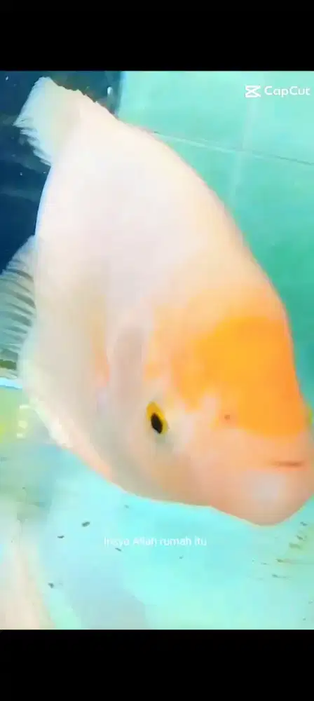 Ikan gurame Padang hias