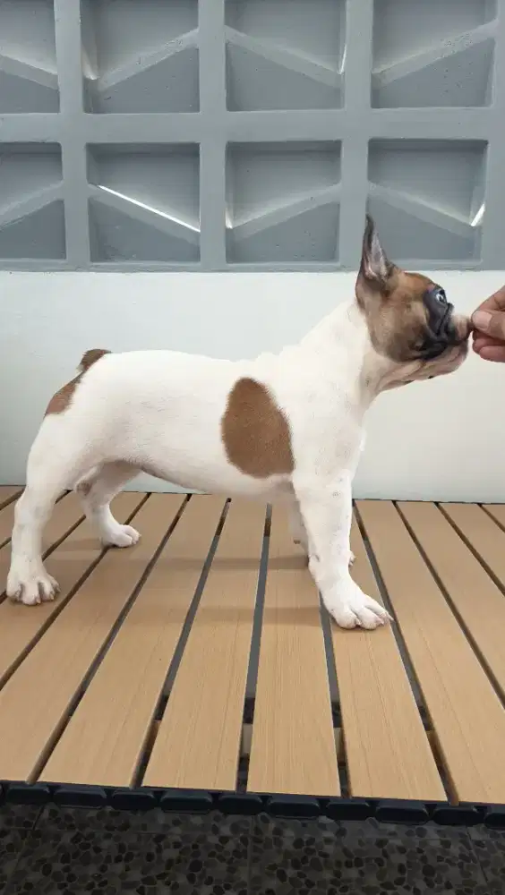 Puppy French Bulldog
