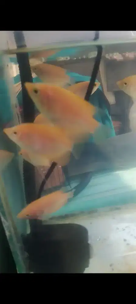 Ikan gurame Padang bahan