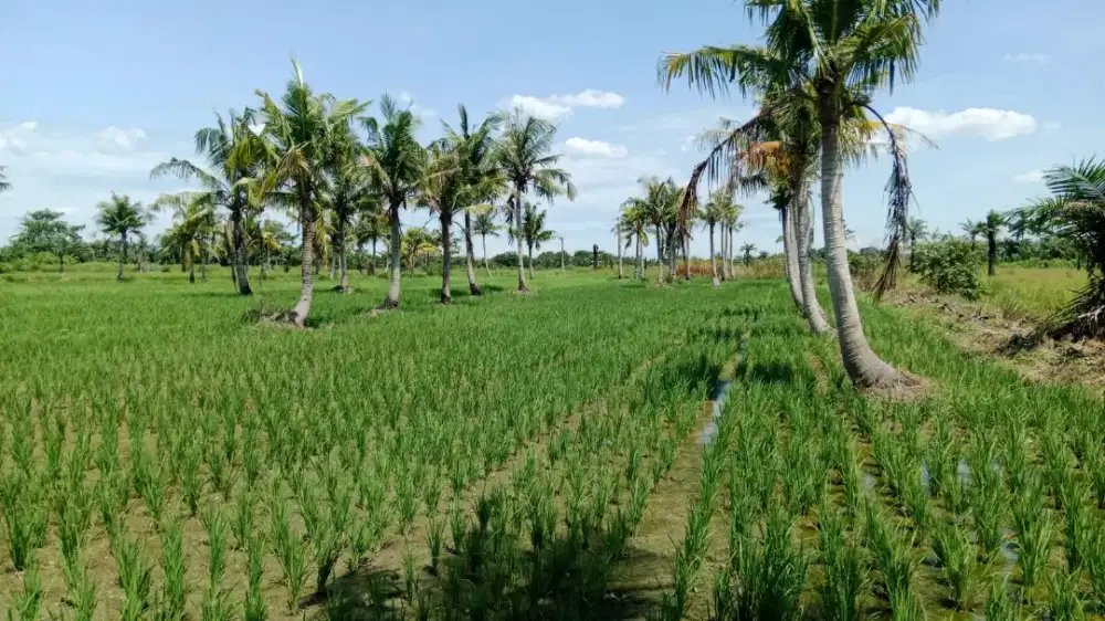 Tanah Dijual Cepat - Cocok Untuk Investasi