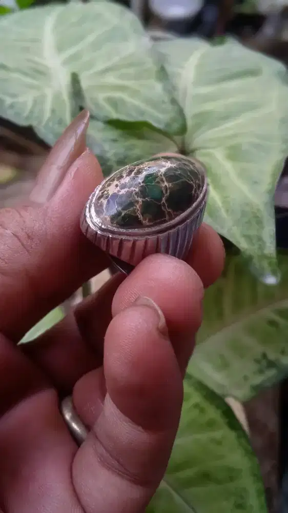 natu pirus persia ijo lawas jual cpt
