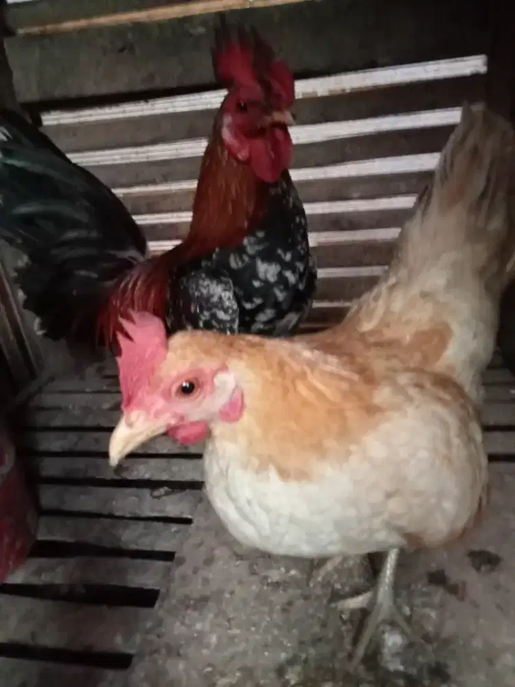 Ayam Kate sepasang