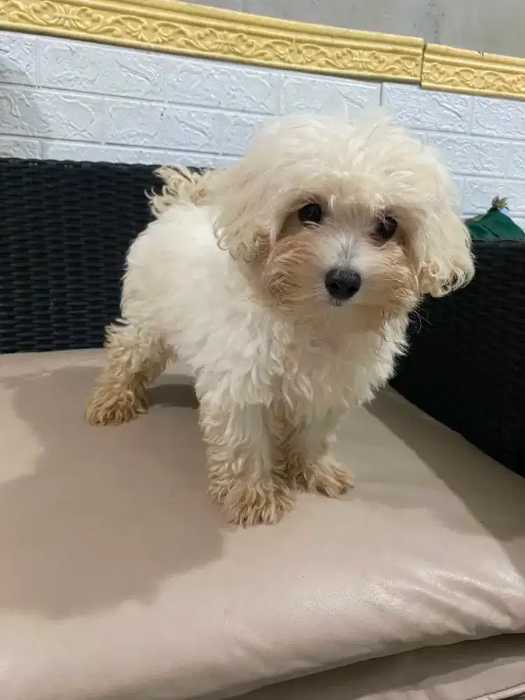 Anjing maltipoo