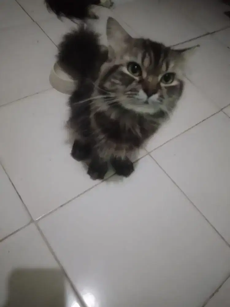 Kucing persia medium bpk himalaya ibu persia medium