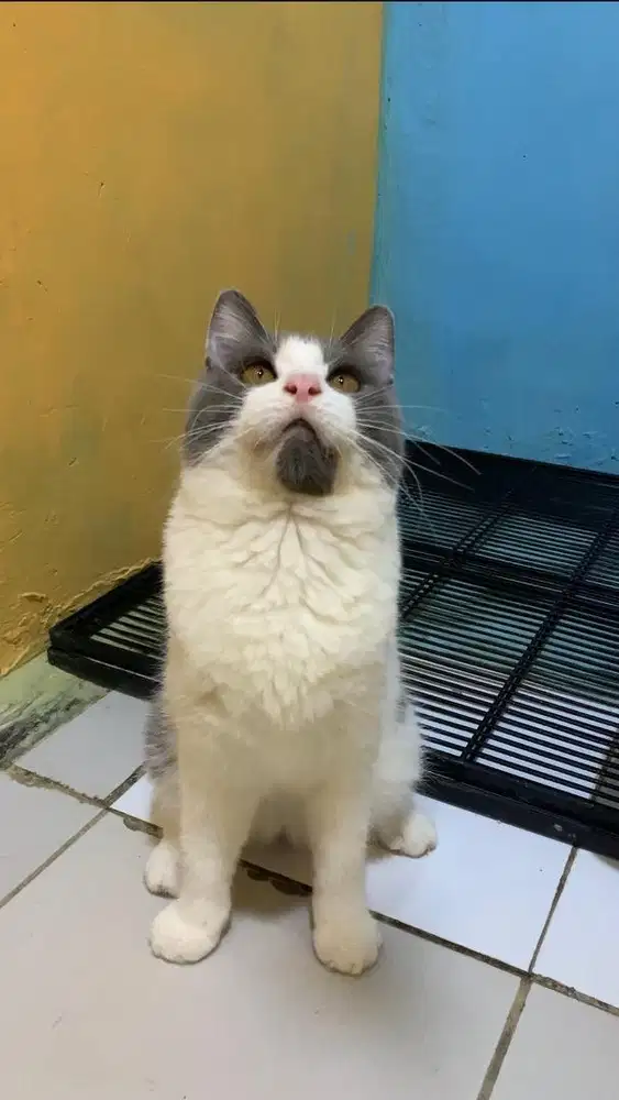 kucing BSH Dan Munhckin