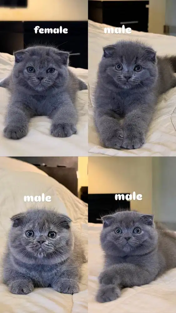 Kucing Scottish Fold MALE & FEMALE BSH SF