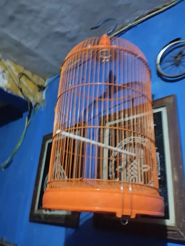 Kandang burung Lovebird