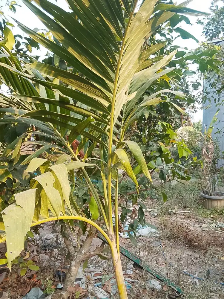 Pohon Palm Hijau