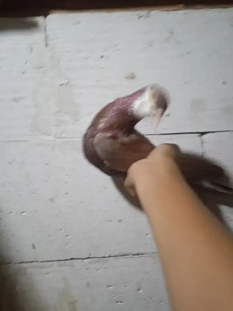 Merpati kolong bebas