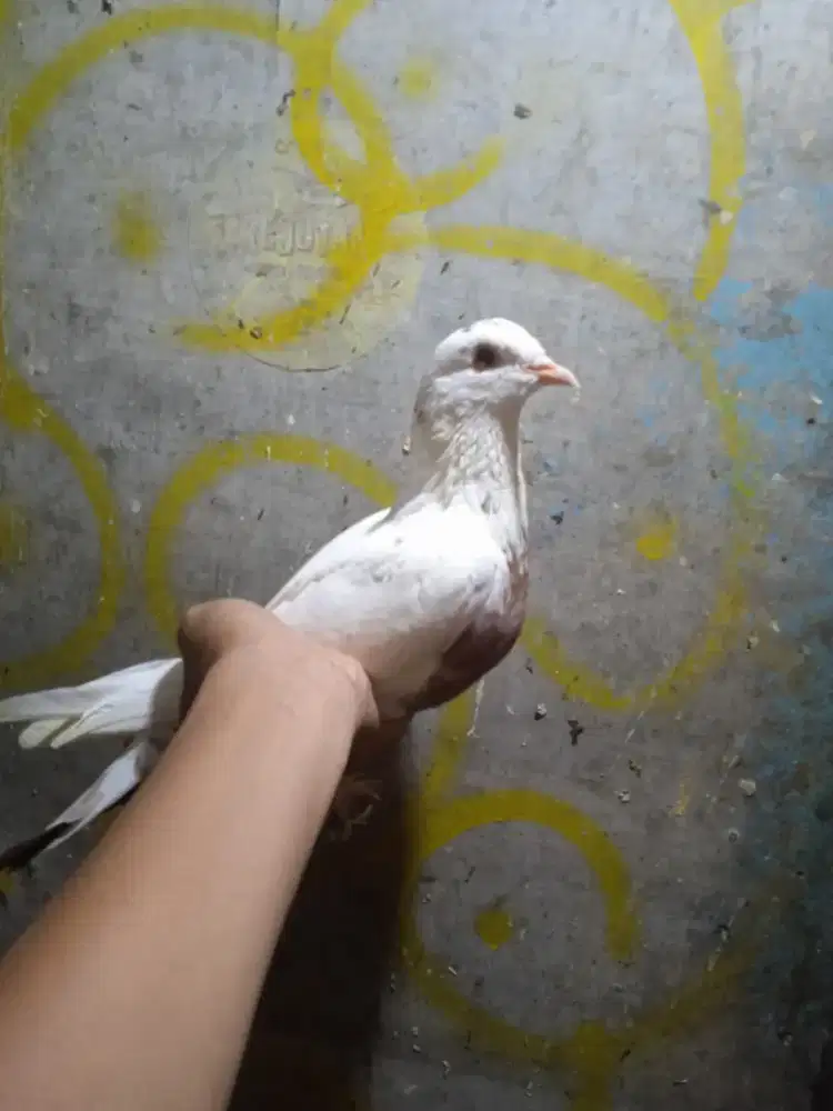 Merpati kolong bebas