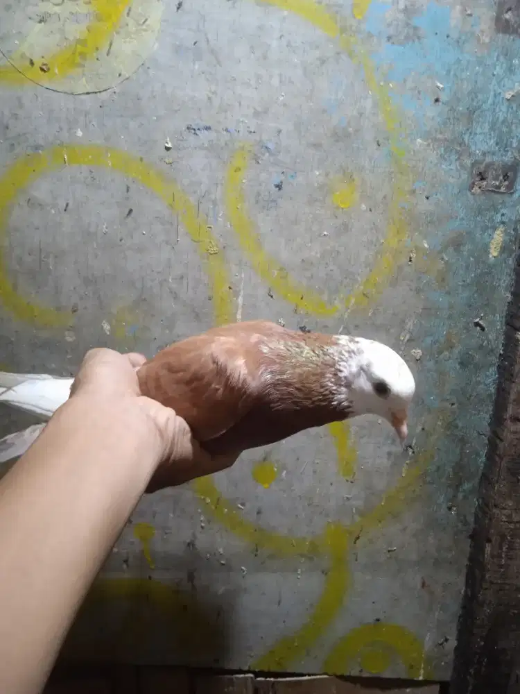 Merpati kolong bebas