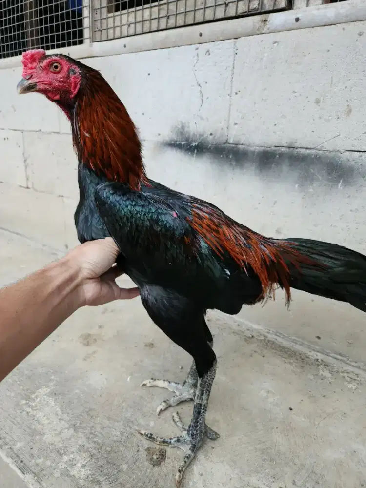Ayam bangkok x pakoy super mewah istimewa bervideo