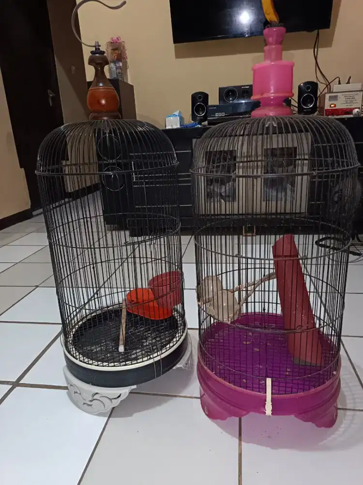 Kandang bekas burung