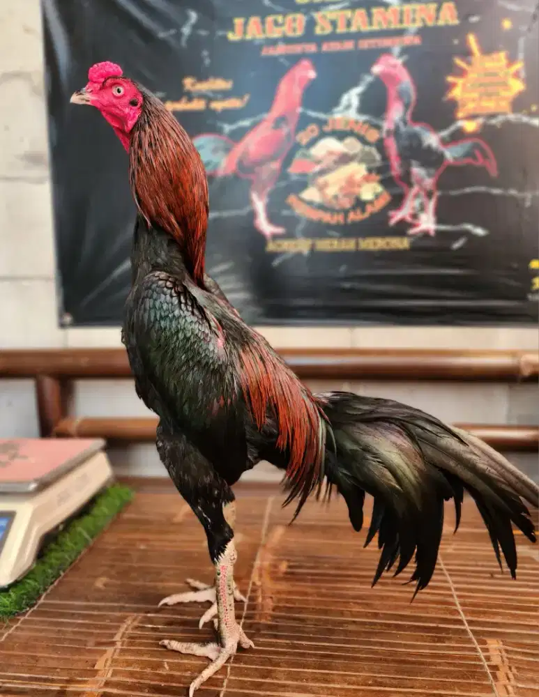Ayam bangkok koyngon tehnik mewah bervideo