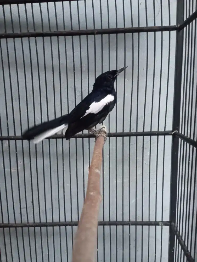 Burung Kacer  jabar mapan Rajin bunyi fullset