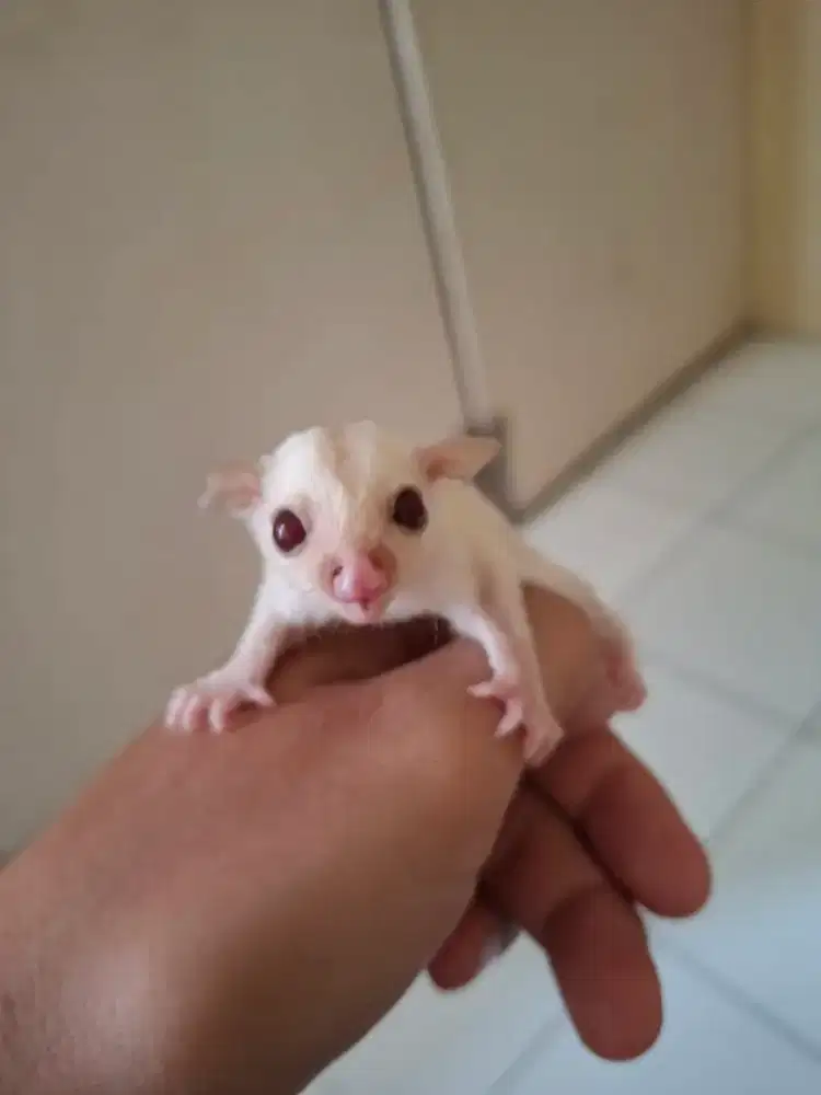 Sugar Glider Creamino baby