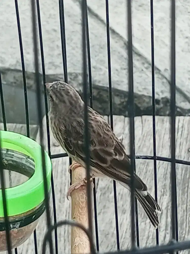 Burung blaksang gacor lot
