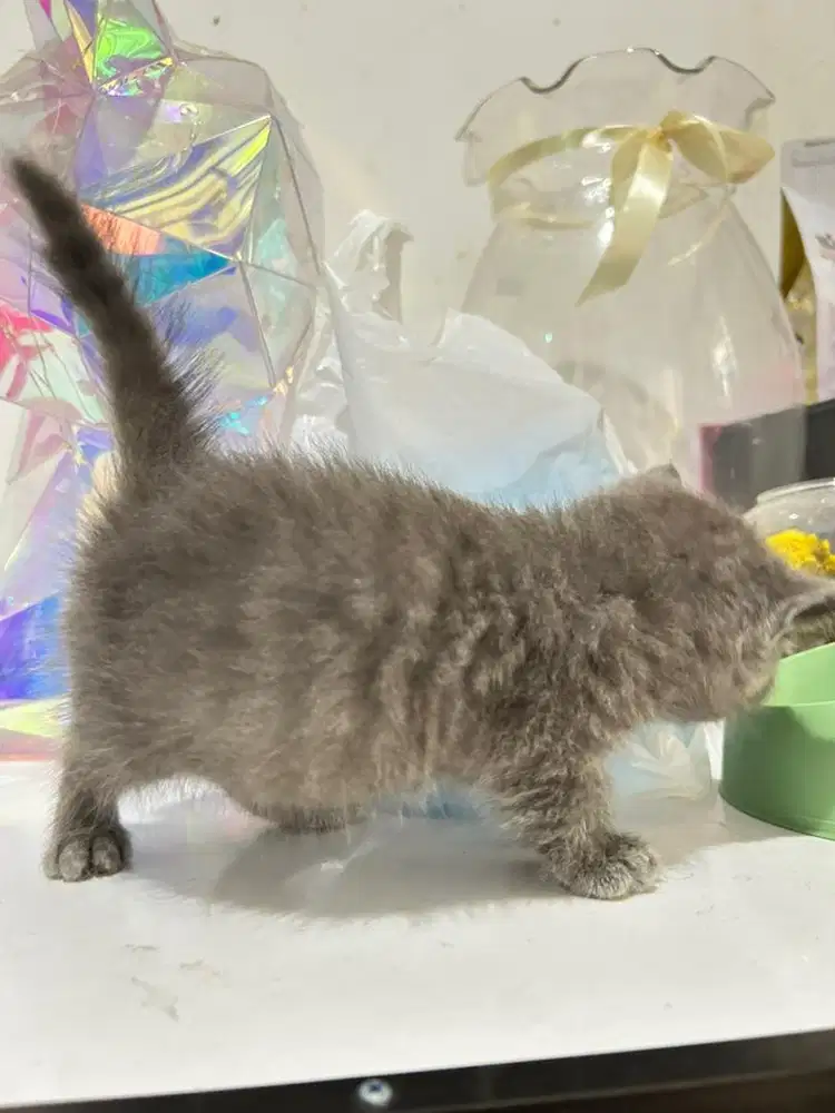 Kucing Bsh Munchkin