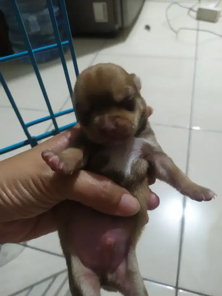 Chihuahua anakan 2 bl