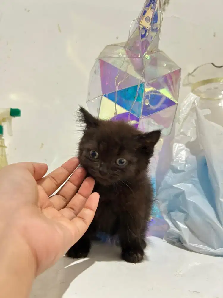 Kitten Bsh Munchkin