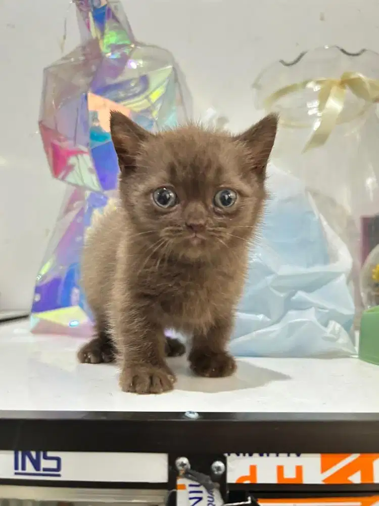 Kucing Cebol Bsh Munchkin