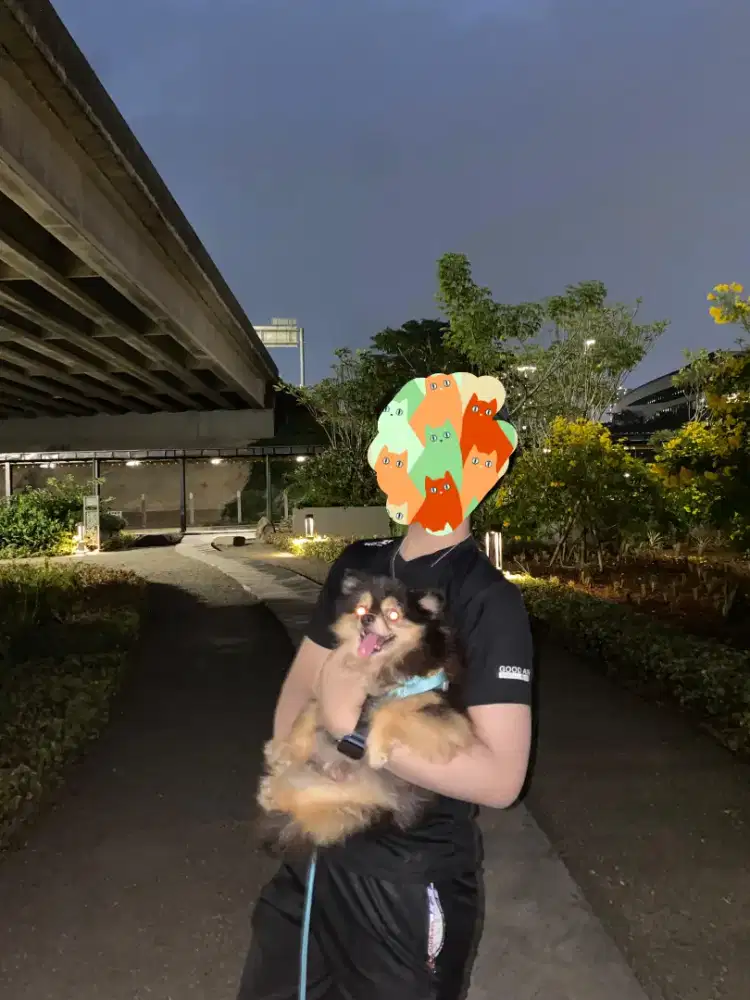 Anjing Pomeranian Jantan ( black tan - 2.5 tahun )
