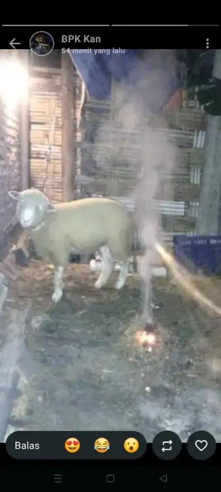 Merino betina gemoy doro