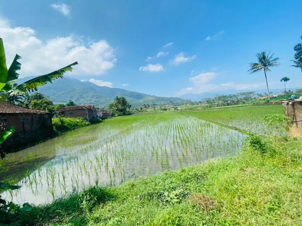 Lahan sawah pengairan bagus