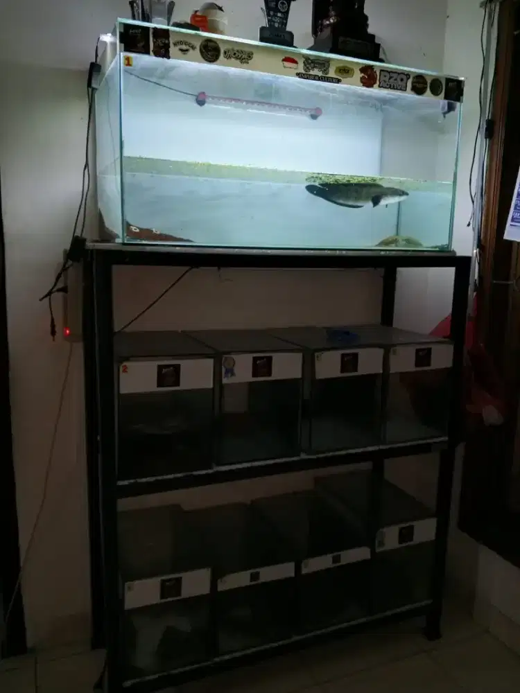 Aquarium ikan hias
