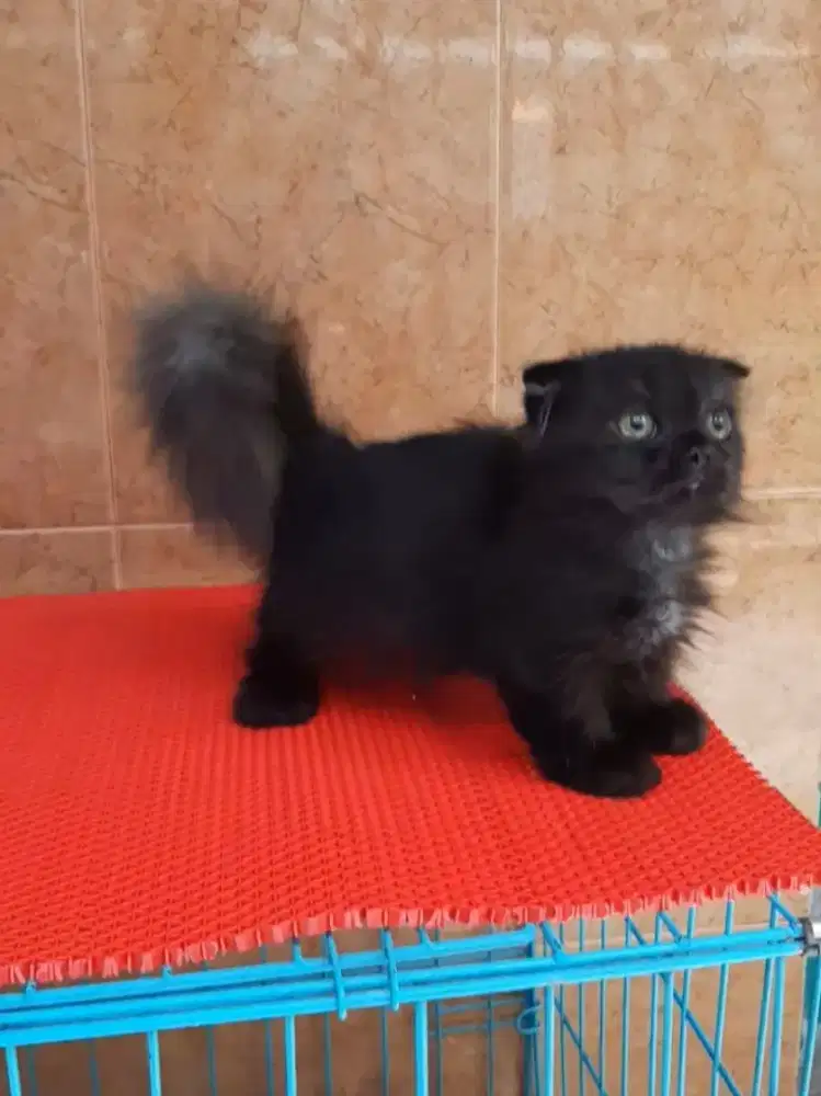 Kucing munchkin gaelic
