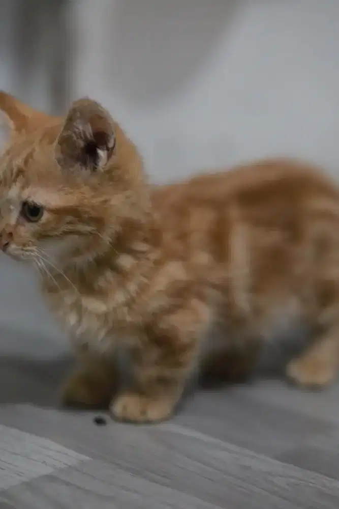 Munchkin Shorthair