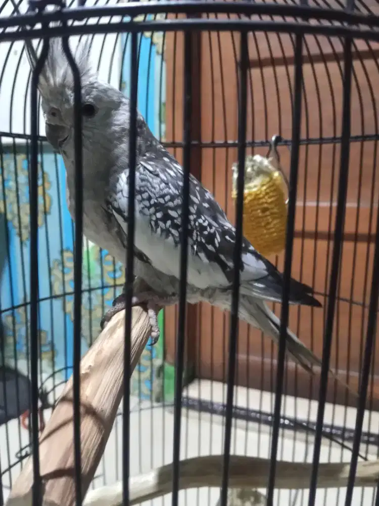 Parkit Australia