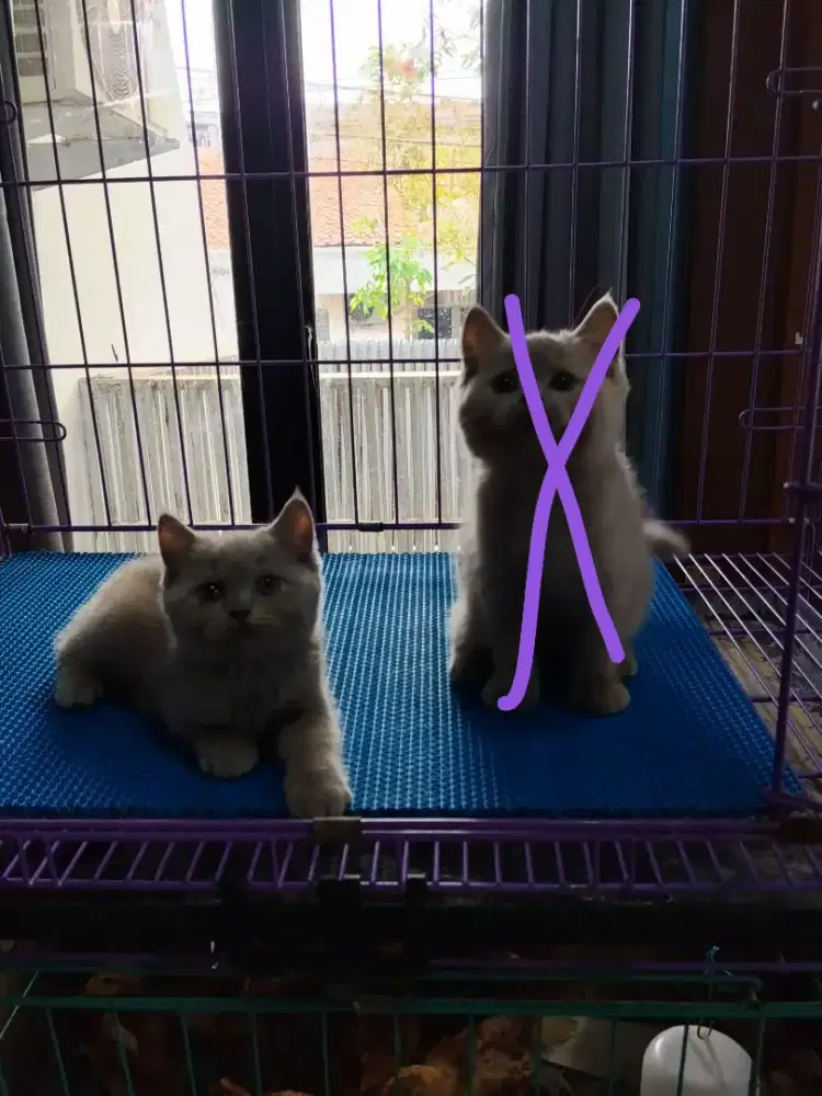 kucing kitten british shorthair betina lilac super istimewa