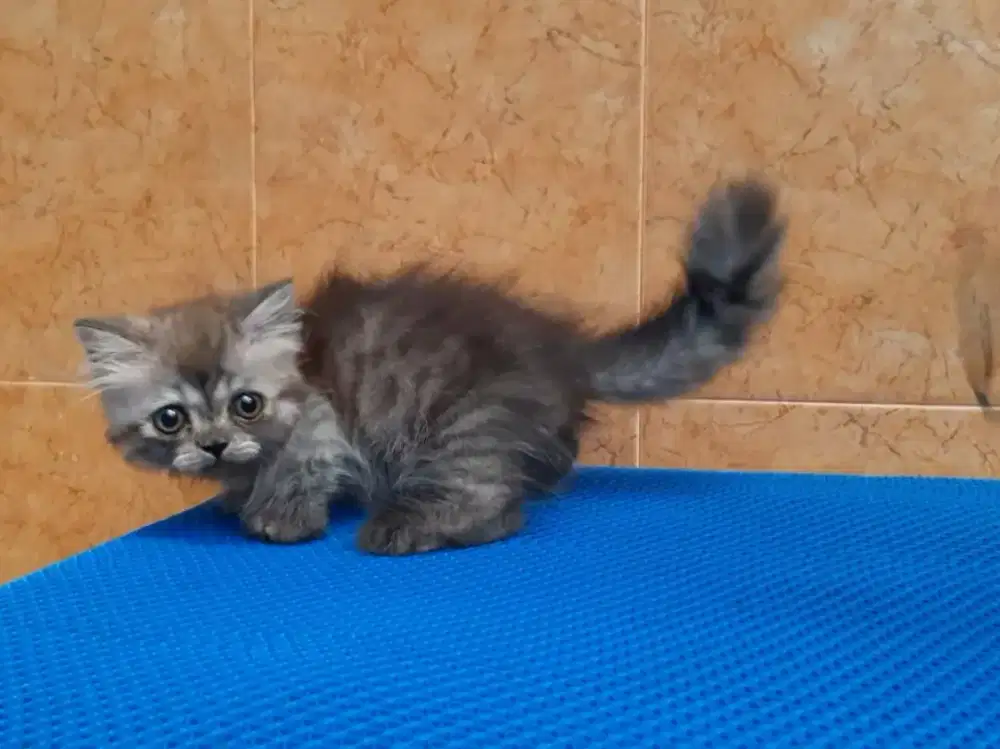 Kucing munchkin