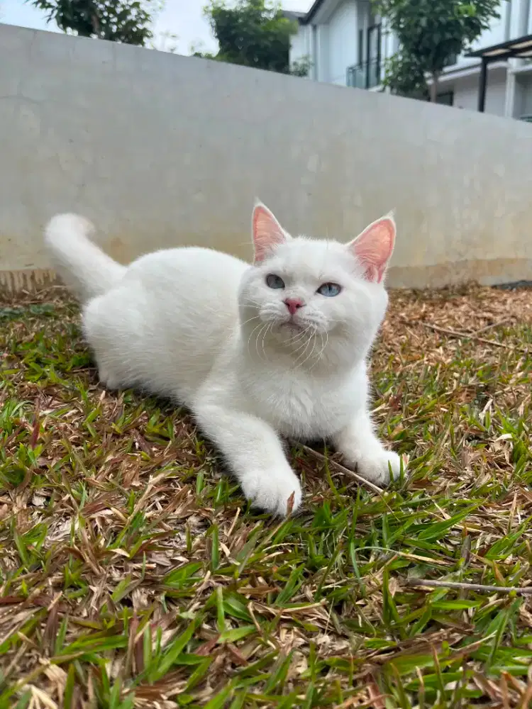 BSH Silver Jantan