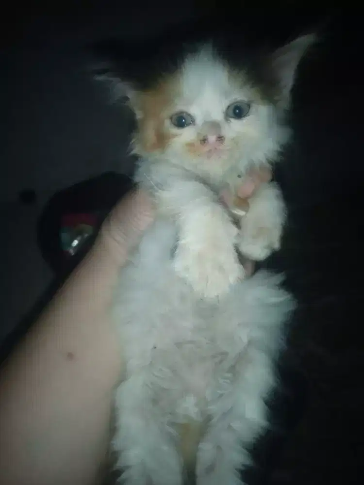 Di jual kucing Persia