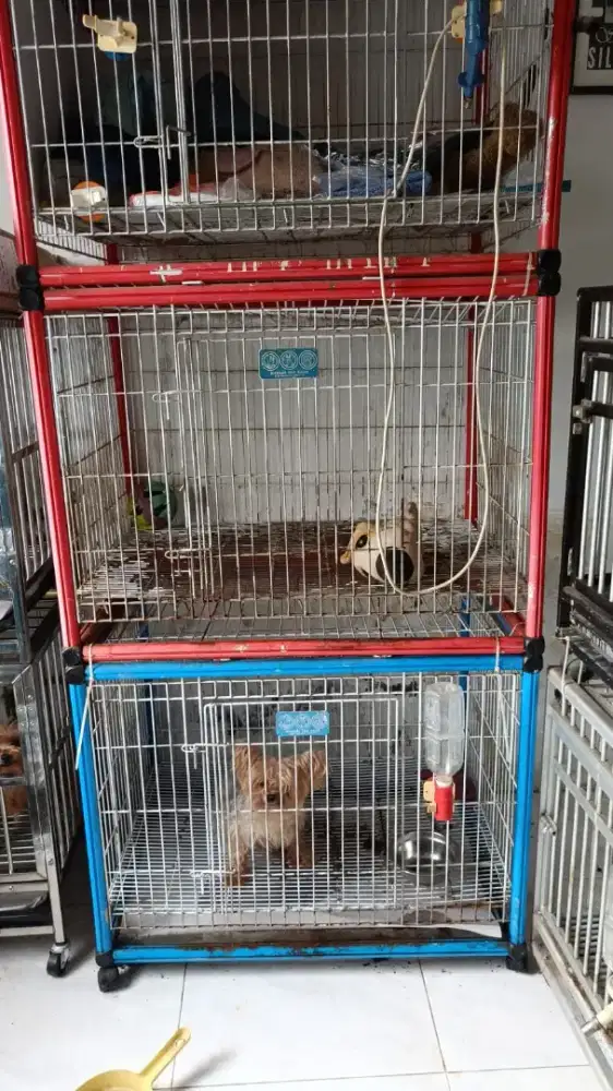 Kandang anjing second