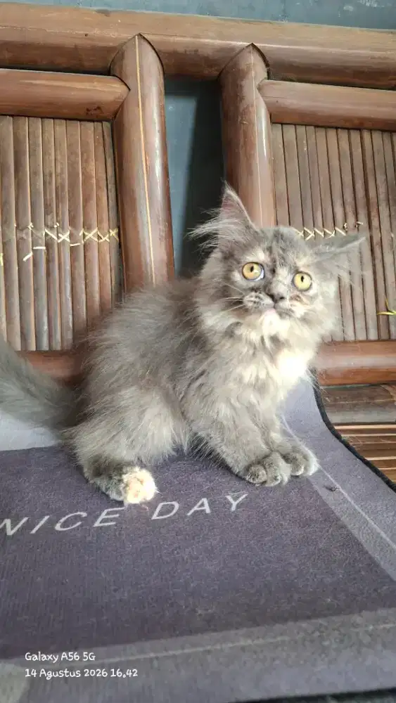 kucing anggora/ kitten persia betina/kucing persia betina