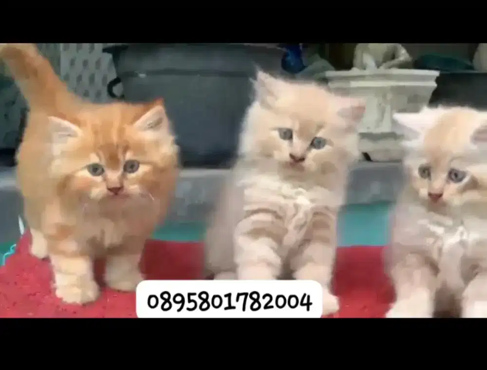 kitten persia /kucing persia  jantan/ kucing persia  jantan