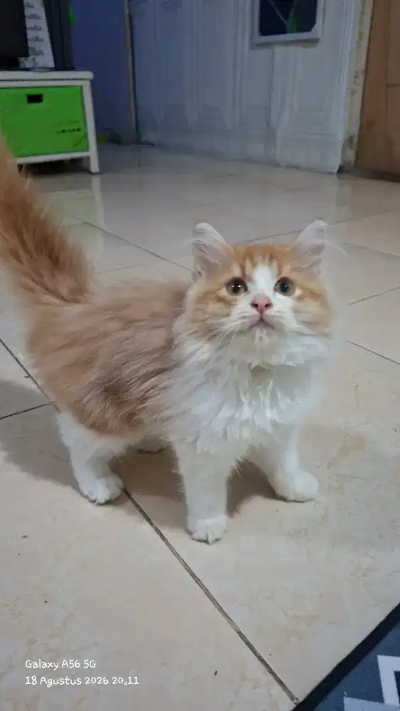 Anak kucing anggora/kitten persial  betina/kucing  persia  jantan