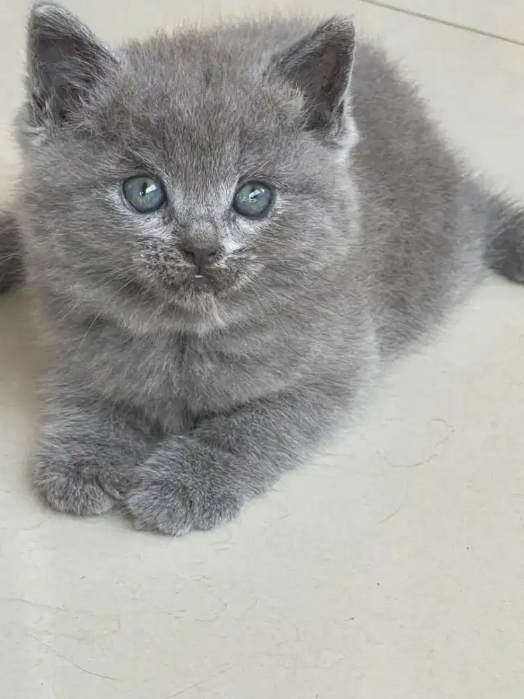 Open adopt BSH Bekasi