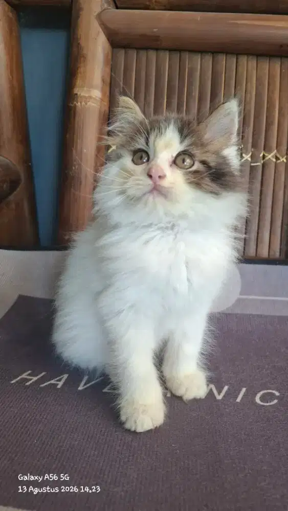 kucing persia jantan /kitten.persia jantan