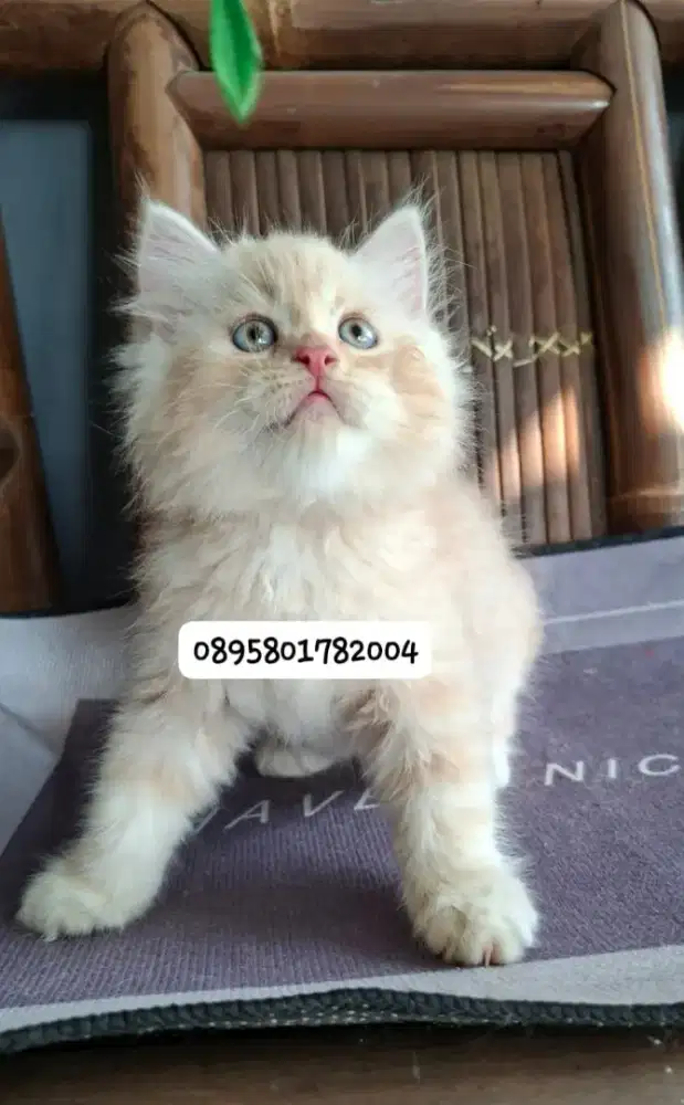 Kucing persa /kitten persia jantan /kucing  persia jantan