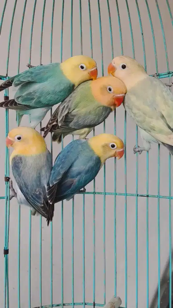 Lovebird aneka warna
