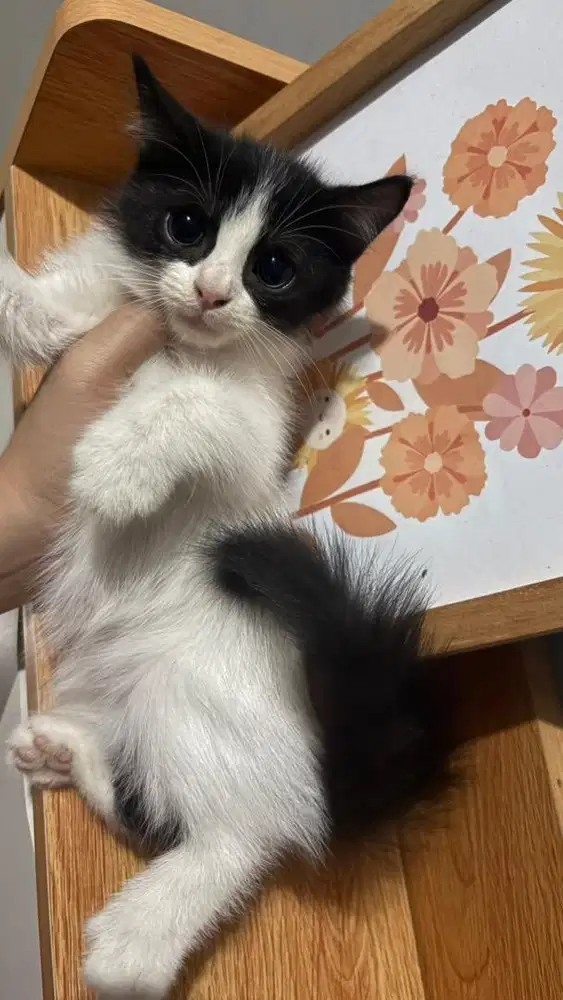 kucing anggora 2 bulan sehat