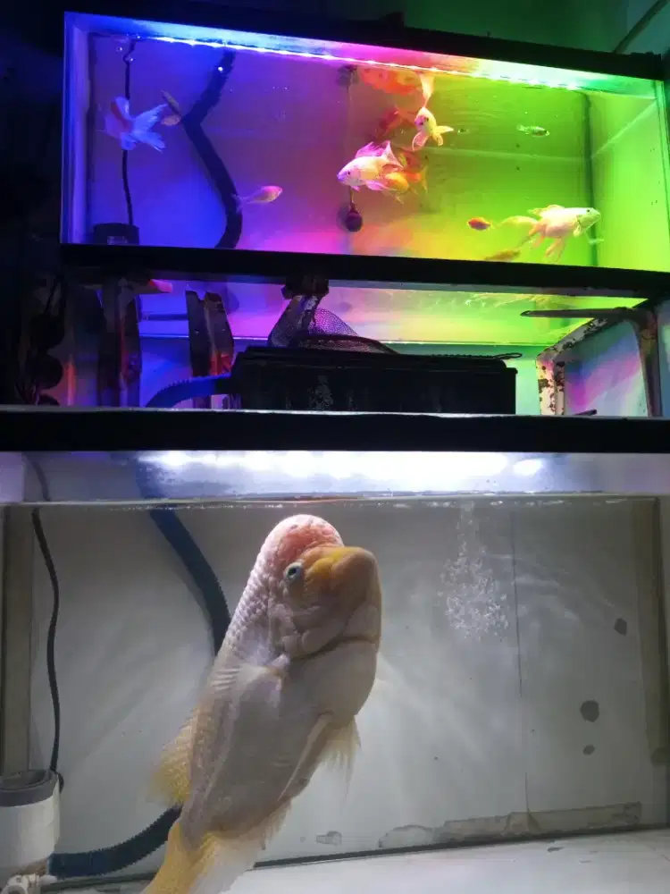 Louhan GB + ikan kecil