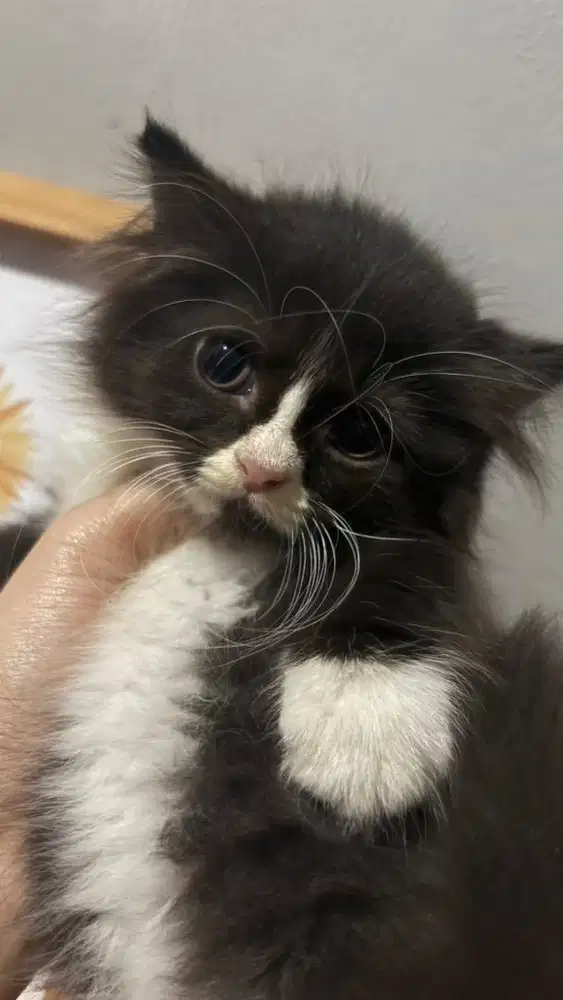kucing anggora 2 bulan