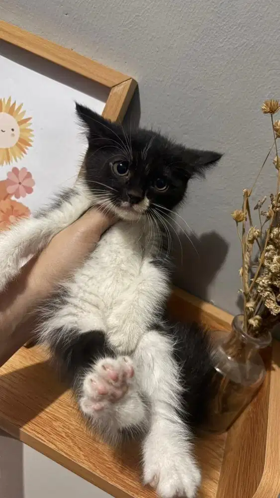 kucing anggora 2 bulan