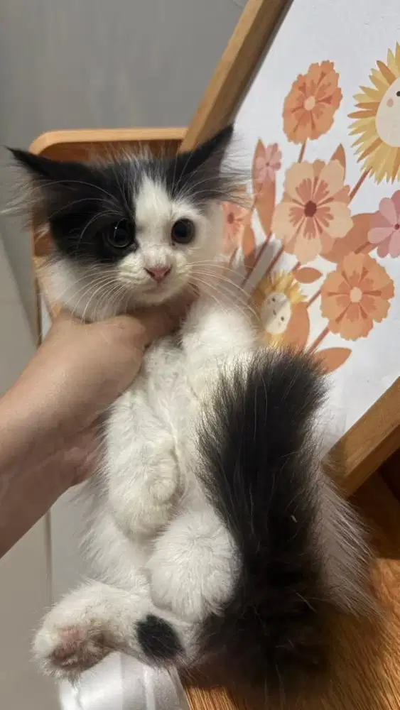 kucing anggora 2 bulan