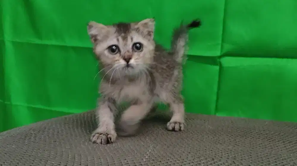 Kitten Scottish fold golden ny25 betina